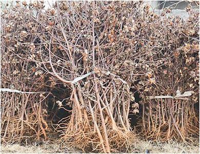 pellets from Agricultural waste2